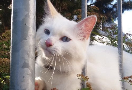 Bart Model Natur -Weisse Katze posiert.jpg